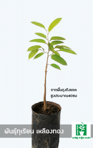 พันธุ์ทุเรียนเหลืองทอง