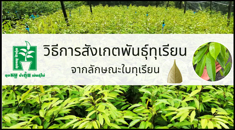 พันธุ์ทุเรียน