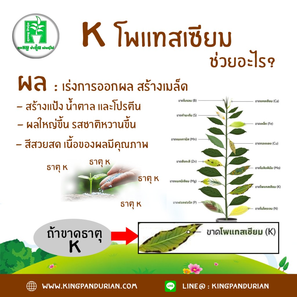 ปุ๋ย npk คืออะไร ? ธาตุอาหารหลักของพืช - ลุงหมูป้าตุ้ยพันธุ์ไม้ ปุ๋ย Npk คืออะไร ? ธาตุอาหารหลักของพืช - ลุงหมูป้าตุ้ยพันธุ์ไม้