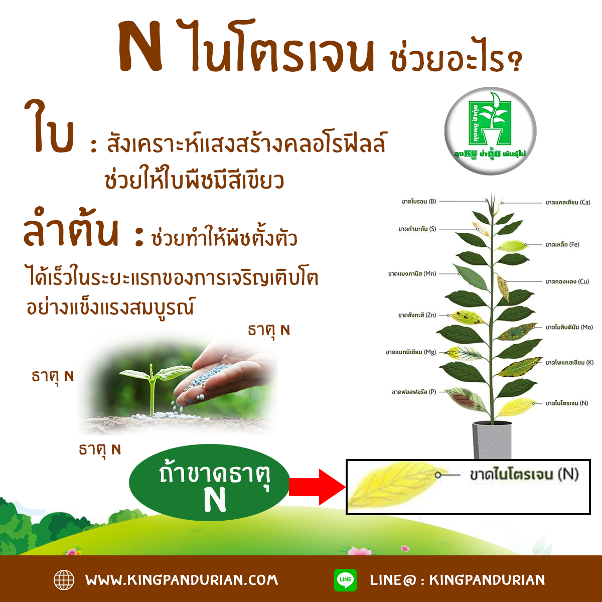 ปุ๋ย npk คืออะไร ? ธาตุอาหารหลักของพืช - ลุงหมูป้าตุ้ยพันธุ์ไม้ ปุ๋ย Npk คืออะไร ? ธาตุอาหารหลักของพืช - ลุงหมูป้าตุ้ยพันธุ์ไม้