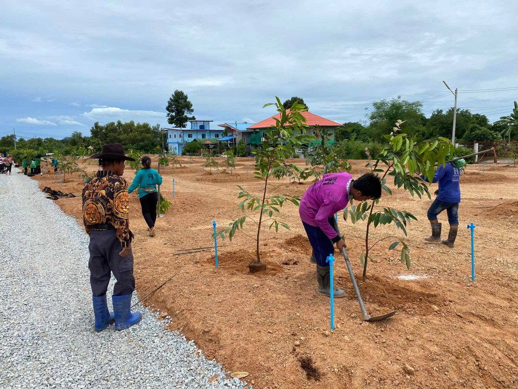 Durian_planting6