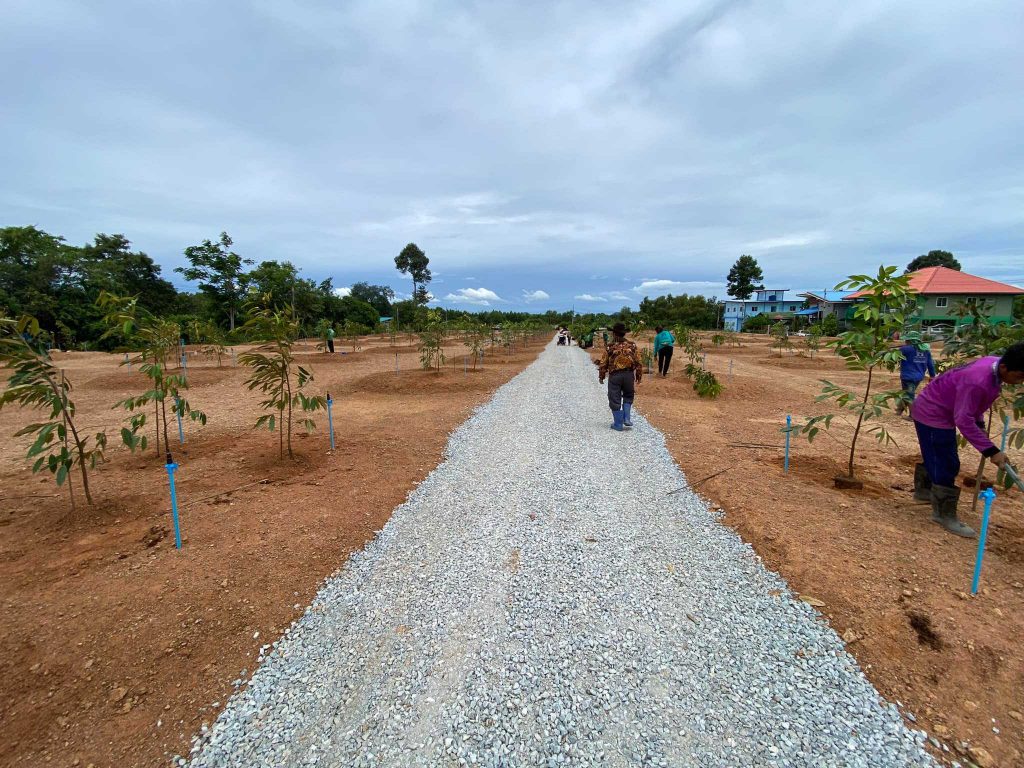 Durian_planting7